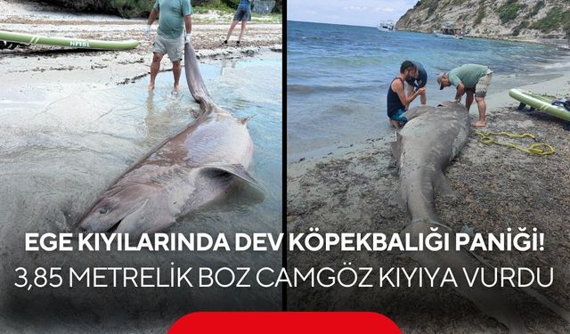 Ege kıyılarında dev köpekbalığı paniği! 3,85 metrelik boz camgöz kıyıya vurdu