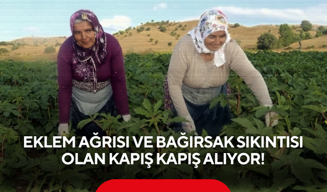 Eklem ağrısı ve bağırsak sıkıntısı olan kapış kapış alıyor! Hasat resmen başladı