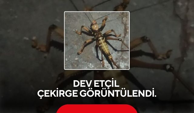 Dev etçil çekirge görüntülendi