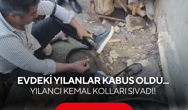 Evdeki yılanlar ailenin kabusu oldu! Yılancı Kemal kolları sıvadı