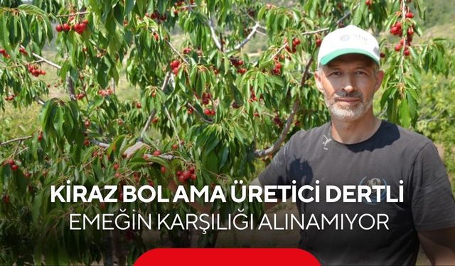 Geçen yıl don vurdu, bu yıl ağaçlar kırılma noktasına geldi! Kiraz rekoltesi yüzleri güldürdü...
