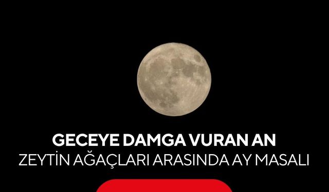 Geceye damga vuran an! Zeytin ağaçları arasında ay masalı...