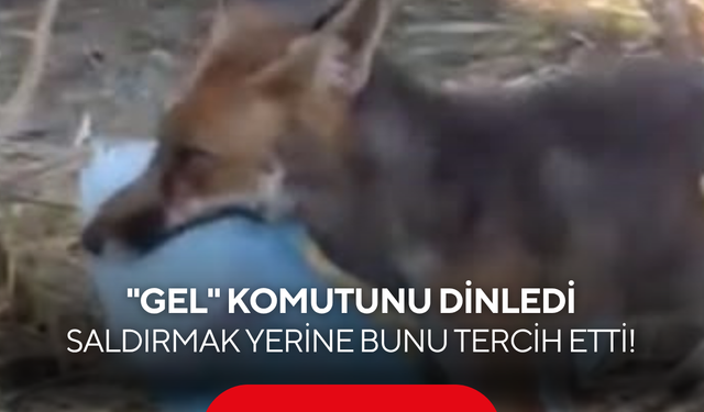 "Gel" komutunu dinledi, saldırmak yerine bunu tercih etti!
