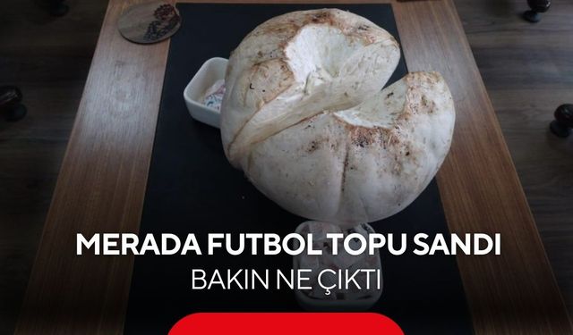 Gören gözlerine inanamadı! Futbol topu zannetti, doğanın sürpriziyle karşılaştı...