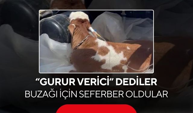 Görenleri duygulandıran manzara! Buzağıyı bagajda veterinere götürdü...