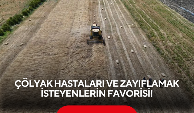 Hem sağlığa faydalı hem kapış kapış gidiyor! Hasadı başladı, tarlada kilosu 100 lira