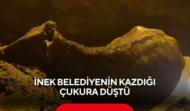 İnek belediyenin kazdığı çukura düştü
