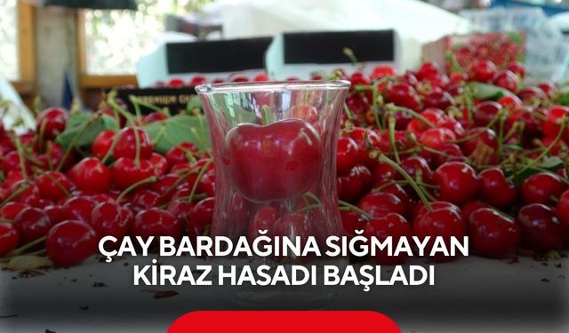 Kirazda dev sezon! Bardağa girmiyor, fiyatı dudak uçuklatıyor...