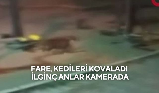 Fare, kedileri kovaladı: İlginç anlar kamerada