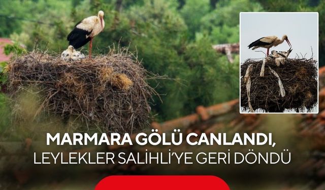 Marmara Gölü canlandı, yüzlerce leylek Salihli’ye geri döndü