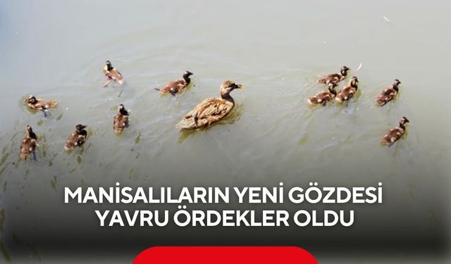Manisalıların yeni gözdesi yavru ördekler oldu