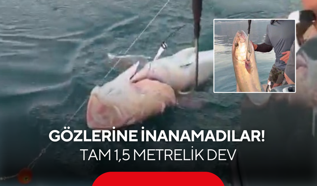 Oltayı çekerken gözlerine inanamadılar! Tam 1,5 metrelik dev
