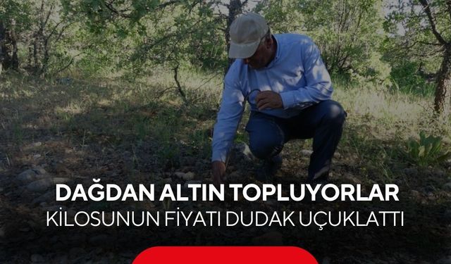 Saatlerce arıyorlar, servet kazanıyorlar... Kilosunun fiyatı dudak uçuklattı