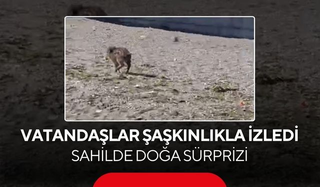 Sahilde şaşırtan görüntü! Aç kalan yaban domuzu kıyıda dolaştı..