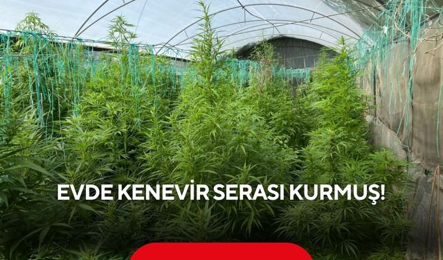 Özel düzenek kurmuş! Evde Hint Keneviri yetiştirirken yakalandı