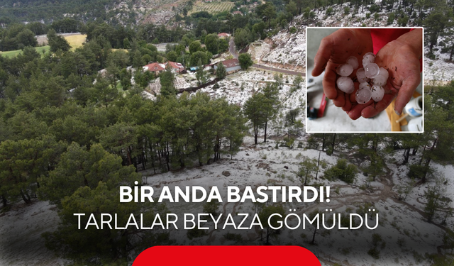 Şiddetli dolu tarımı vurdu! Üreticinin aylarca emeği gitti
