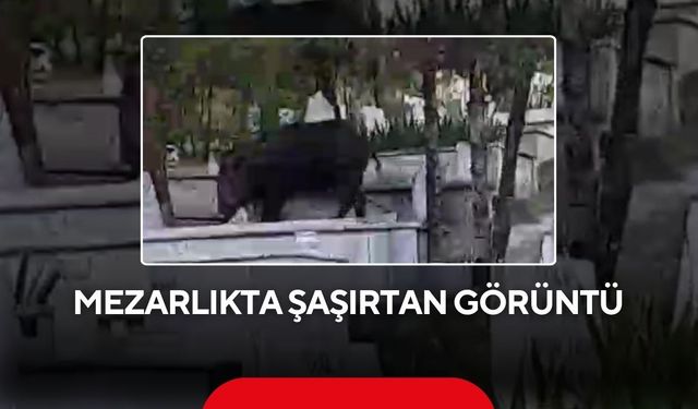 Mezarlıkta şaşırtan görüntü! Yaban domuzu mezarların üzerinde otladı