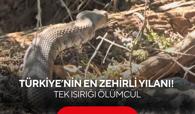 Türkiye’nin en zehirli yılanı kamerada! Tek ısırığı ölümcül