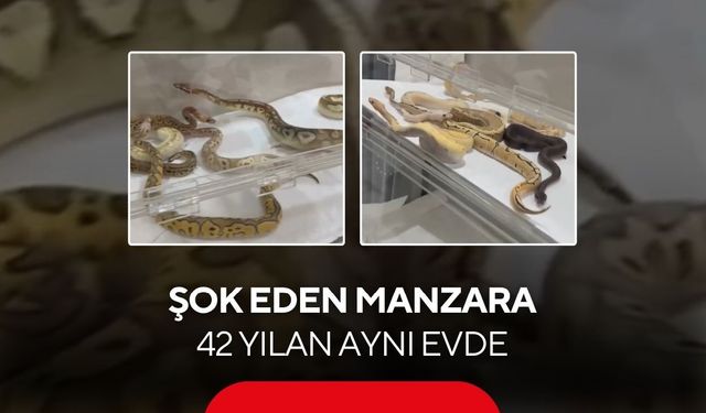 Şok eden manzara: 42 yılan aynı evde