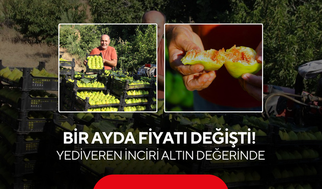 Bir ayda fiyatı değişti ! Yediveren İnciri üreticisinin yüzünü güldürdü