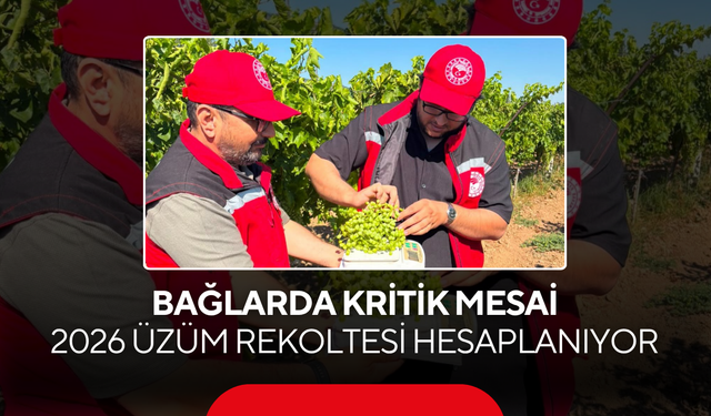 Bağlarda Kritik Mesai... 2026 Üzüm Rekoltesi Hesaplanıyor