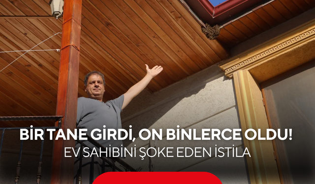 Bir tane girdi, on binlerce oldu! Ev sahibini şoke eden istila