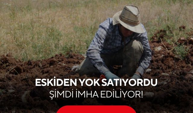 Bir zamanlar altın değerindeydi! Şimdi tonlarcası imha ediliyor...