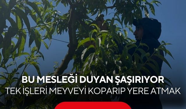 Dalındaki meyveyi bilerek koparıyorlar! İşte nedeni...