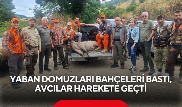 Yaban domuzları bahçeleri bastı, avcılar harekete geçti