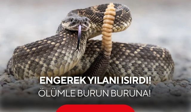 Engerek yılanının ısırdığı adam jandarma helikopteriyle hastaneye kaldırıldı