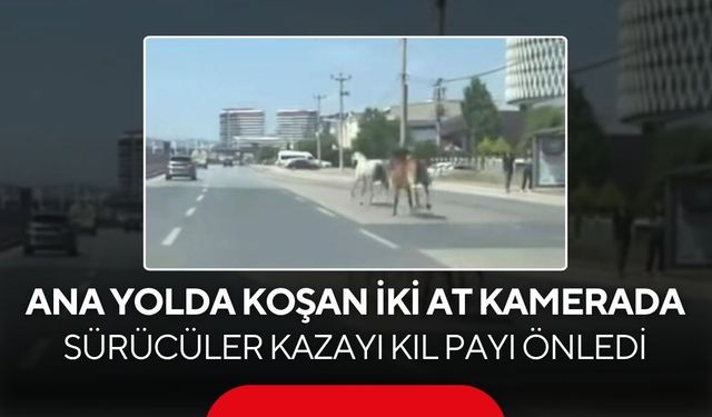Ana yolda başıboş atlar! O anlar cep telefonu kamerasına yansıdı...