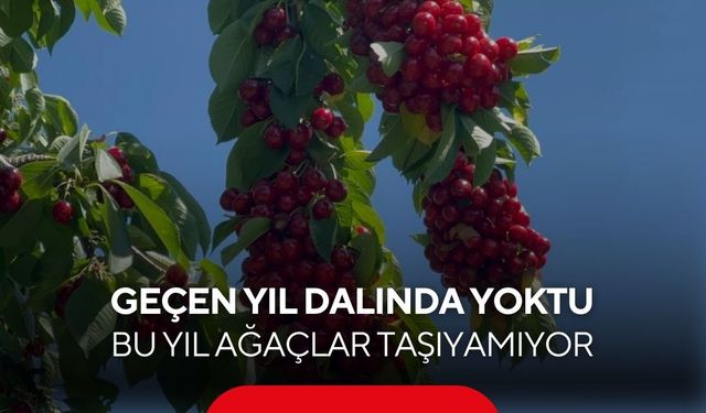 Geçen yıl dalında yoktu, bu yıl ağaçlar taşıyamıyor! Kirazda büyük bolluk...