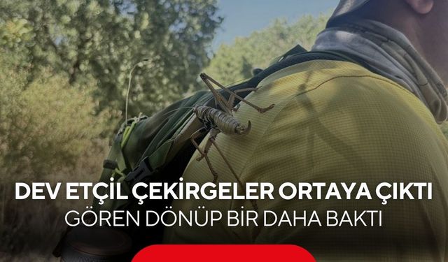 Görenleri şaşkına çeviren dev çekirge! Boyu 25 santimetreye ulaşıyor