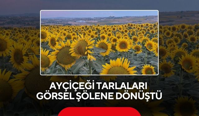 Doğa şov yaptı! Ayçiçeği tarlaları göz kamaştırdı