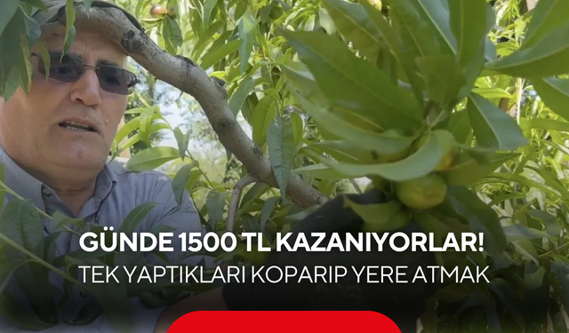 Günde 1500 TL yevmiye alıyorlar! Tek yaptıkları şey ağaçtaki meyveleri koparıp yere atmak...