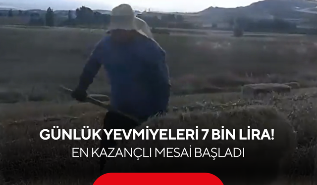 Günlük yevmiyesi tam 7 bin lira! Hasat bitti, paraya para demeyen o mesai başladı...