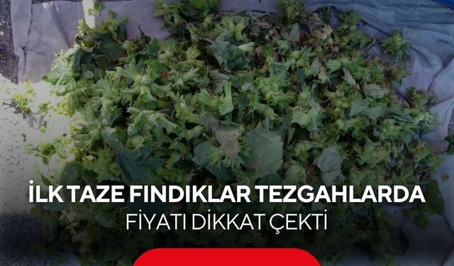 Hasat daha başlamadı, taze fındık tezgahlara indi! Kilo fiyatı dikkat çekti...
