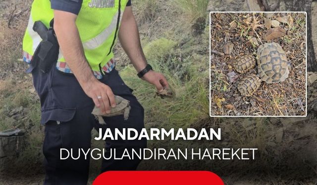 Jandarmadan yürek ısıtan görüntü: Kaplumbağa ve yavrularını kurtardı