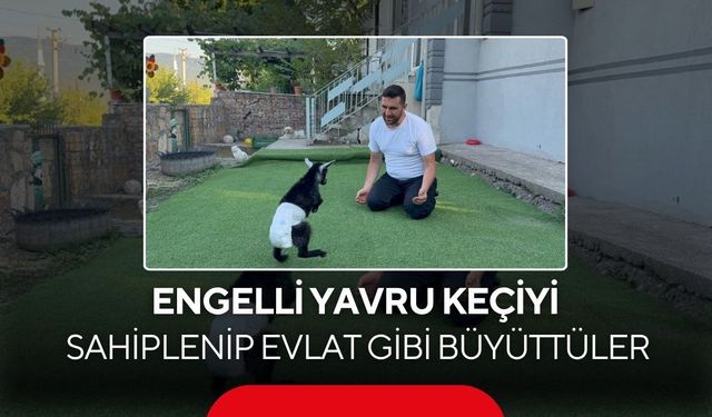 Engelli yavru keçiyi sahiplenip evlat bibi büyüttüler