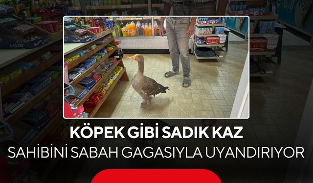 'Kesip köpeğe yedirin' dediler... 10 yıl sonra ortaya bu dostluk çıktı...