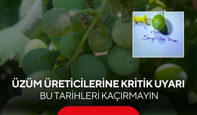 Salkım güvesi tehlikesi büyüyor! Üreticiler için kritik tarihler açıklandı...