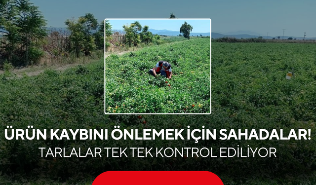 Domates, biber ve pamuk için kritik kontrol ! Üreticiye yerinde destek