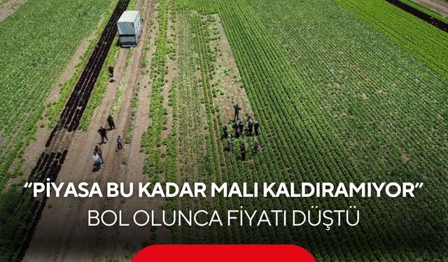 Üretici isyan etti! Tarlada satılmıyor, markette cep yakıyor