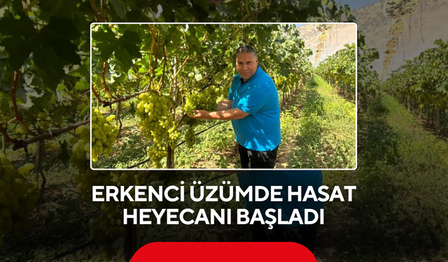 Erkenci üzümde hasat heyecanı başladı