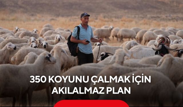 350 koyunu çalmak için akılalmaz plan! Çoban kendisini iple bağlattı...