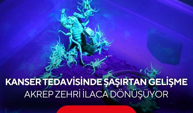 Akrebin zehri kansere umut oluyor! 5 bin akreple dev biyoteknoloji hamlesi...
