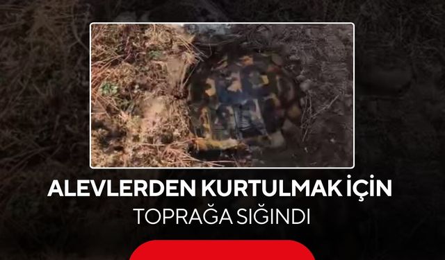 Alevlerden kaçarken kendini toprağa gömmeye çalıştı! Kaplumbağayı ekipler kurtardı...