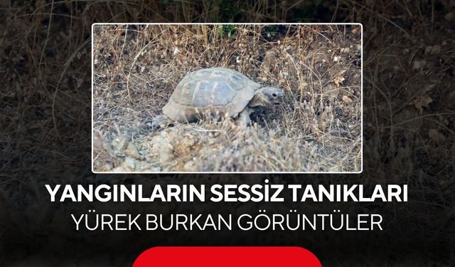Alevlerin ardından geriye bu görüntüler kaldı! Yürekler yandı...