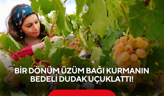 Bir Dönüm Üzüm Bağı Kurmanın Bedeli Dudak Uçuklattı!