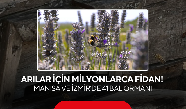 Arılar için milyonlarca fidan! Manisa ve İzmir’de 41 bal ormanı